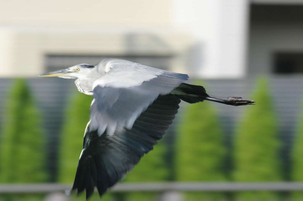 アオサギ