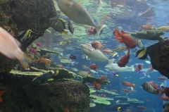 鴨川シーワールドの水族館