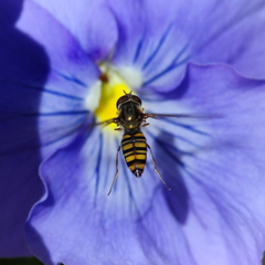 Hovering in blue