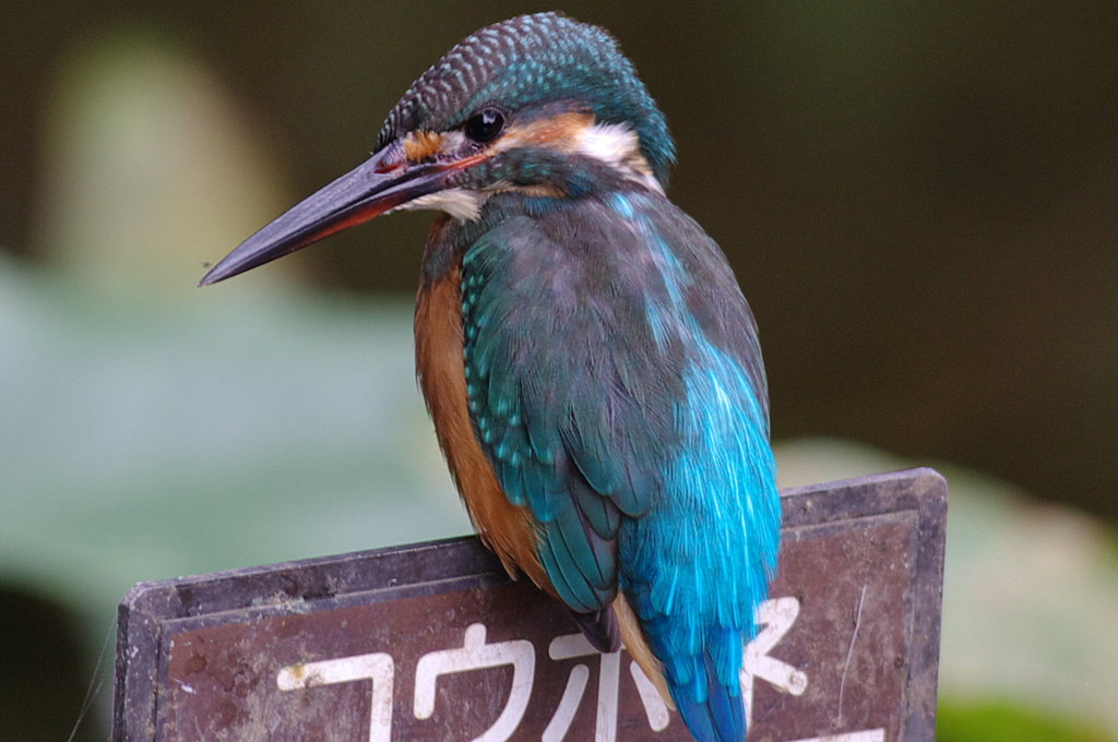 大接近
