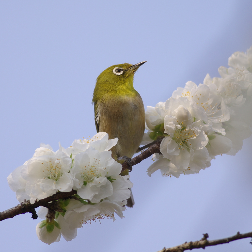 花かざり