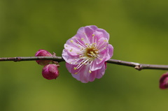 梅の季節