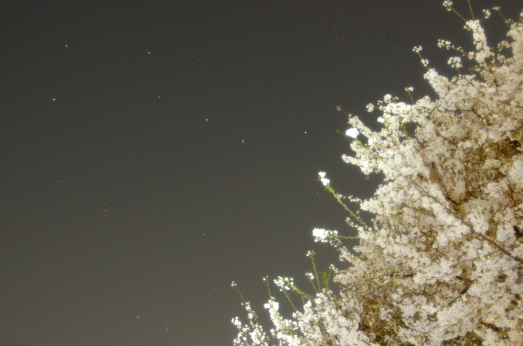 北斗七星と桜