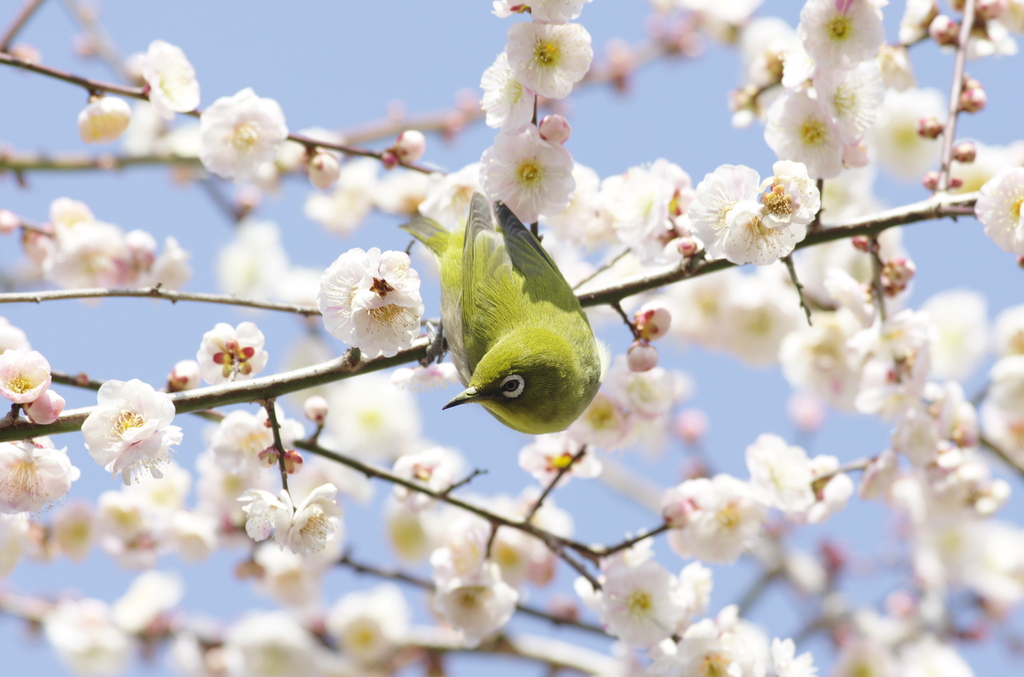 ウメジロウ