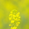 菜の花