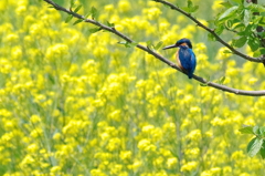 菜の花に包まれて