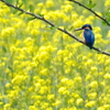 菜の花に包まれて