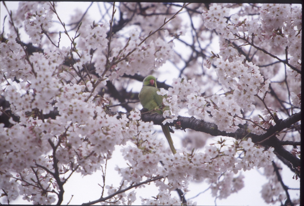 桜とオウム