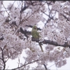 桜とオウム