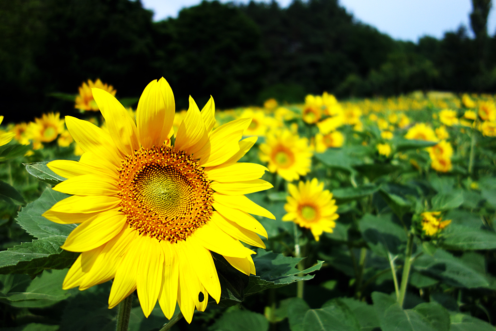 夏　真っ盛り
