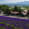 富良野の誘惑