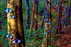 目玉の森