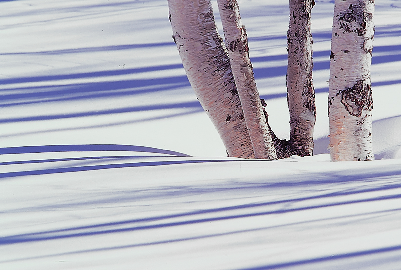 木影のシュプール