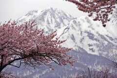 残雪山と桜
