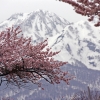 残雪山と桜