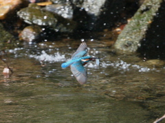 カワ-1　　お魚運ぶ(^○^)