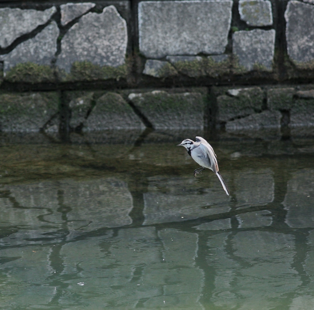 ハクセキレイ、川で飛翔-3