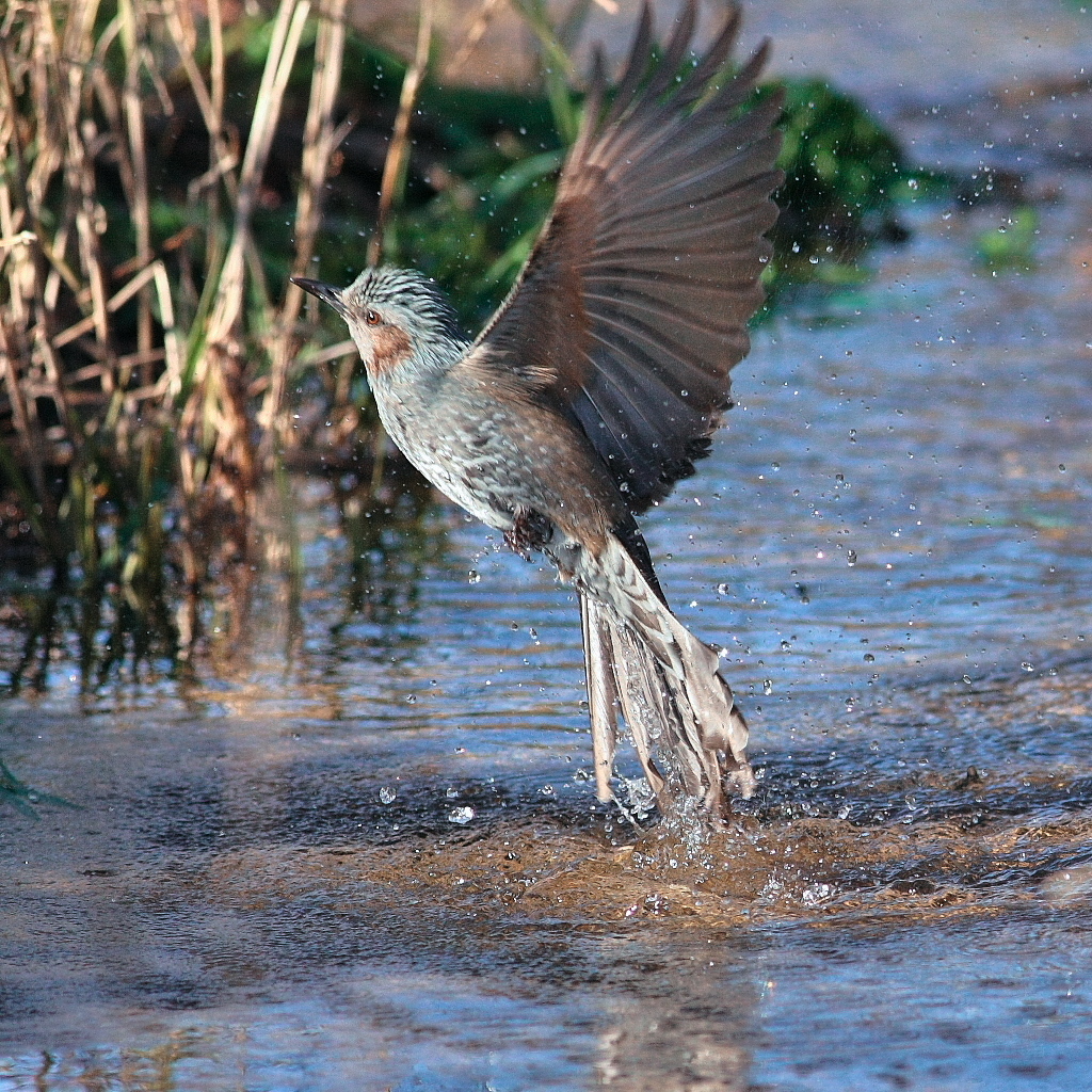 ヒヨドリ、水浴びジャンプ！