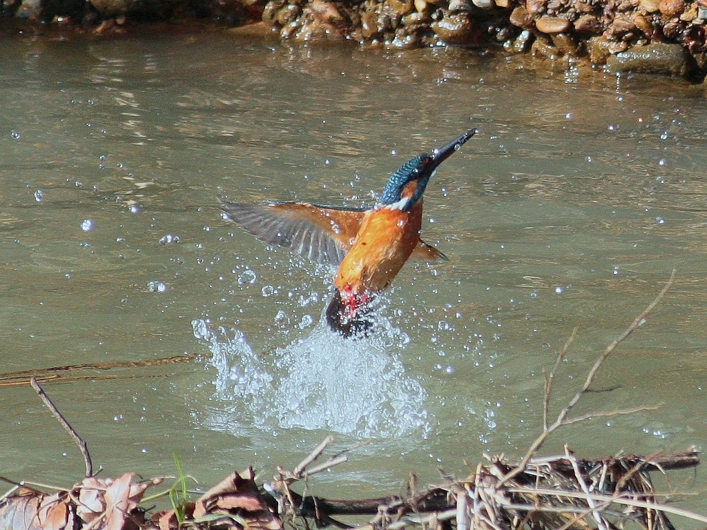 カワセミ、飛び出し