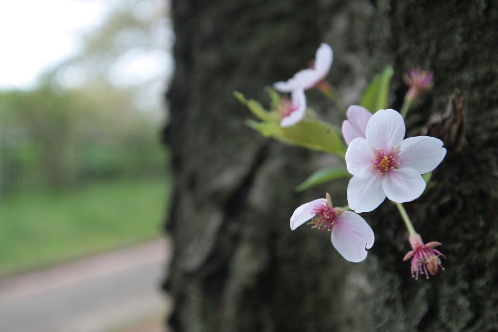 桜、花見自粛用？　(^_^;)