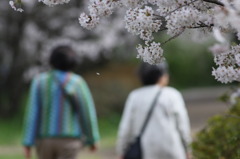 桜、花びら一枚散る…