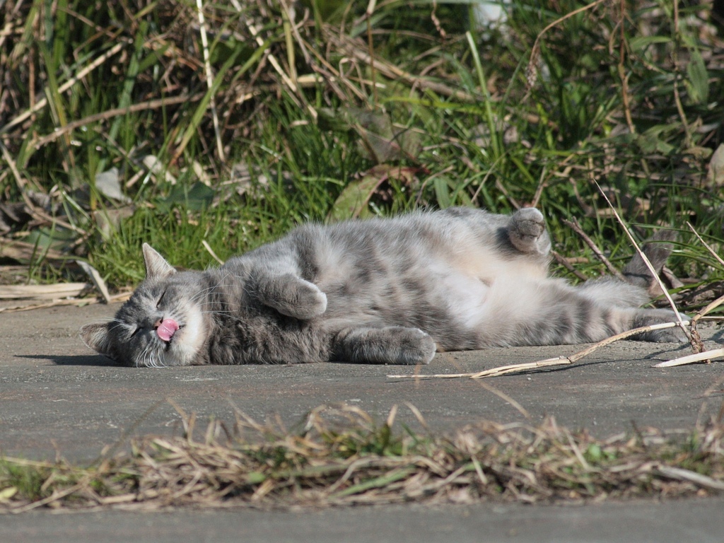 幸せそうな猫 (^_^;) 　むにゃむにゃ～