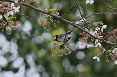 シジュウカラと桜