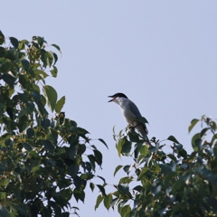 鳴くオナガ