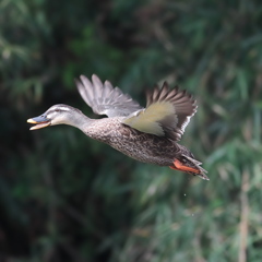 背景から浮き上がる　カルガモ