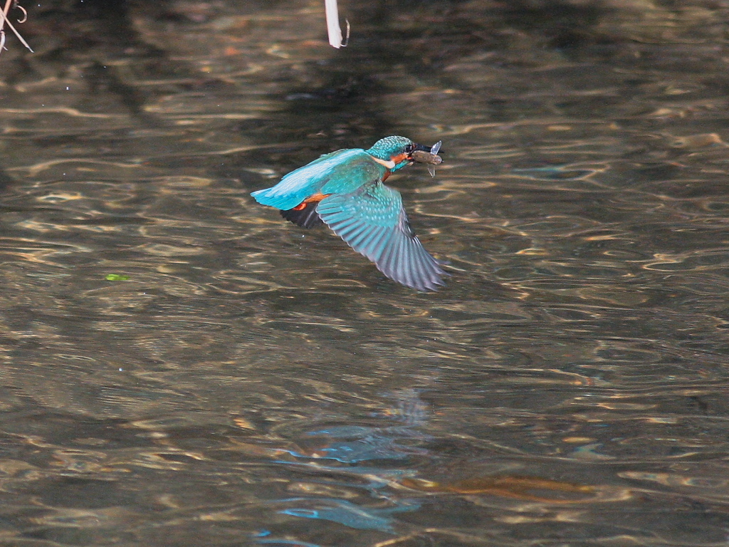 カワセミ　-2　　獲物だ～♪