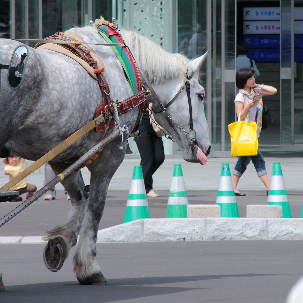 なまら 馬はつらいよ(-_-;)