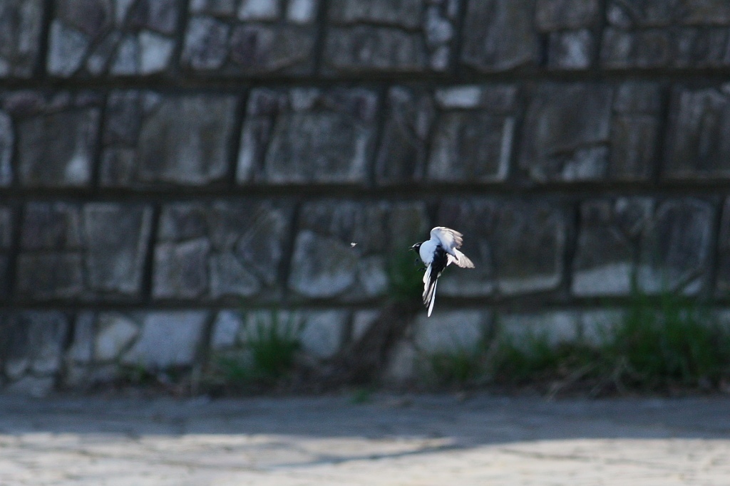 セグロセキレイ、虫を捕獲！？