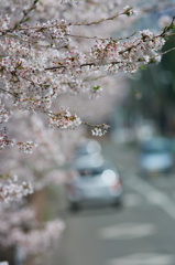 桜通りと国道