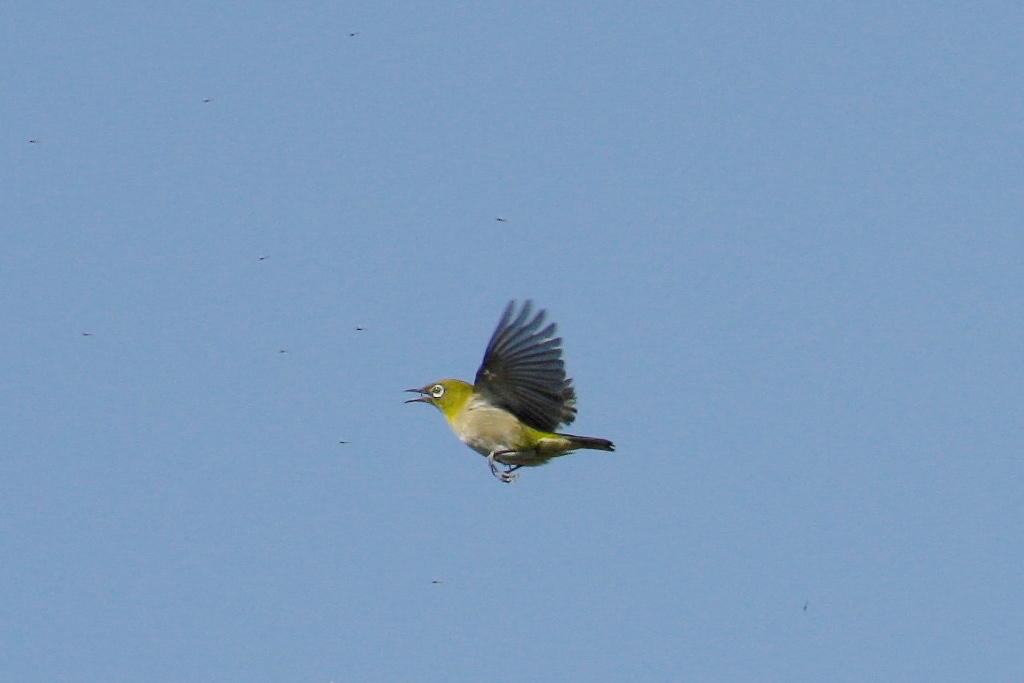 メジロ、空中虫捕り-1　