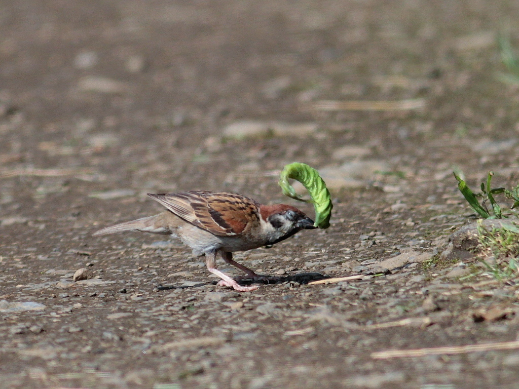 チュンの成鳥、叩きまくり(-_-;)