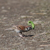 チュンの成鳥、叩きまくり(-_-;)