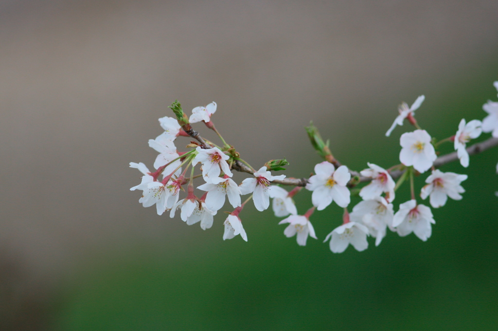 桜、背景が2色　^^;