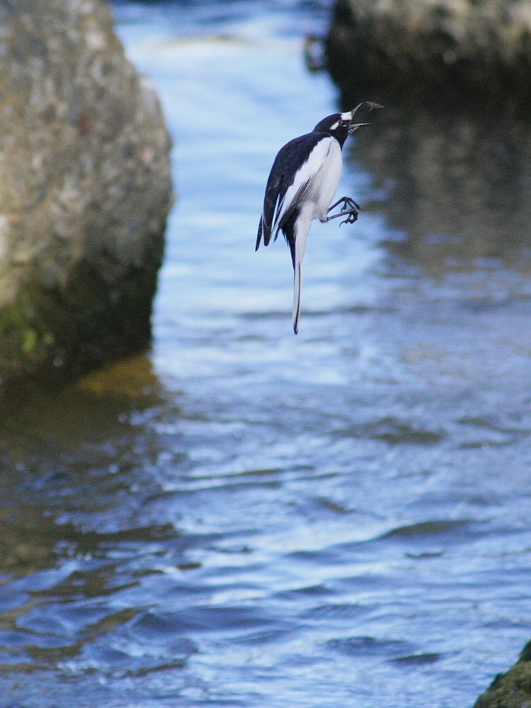 やった～(^○^)　セグロ、空中で虫捕り