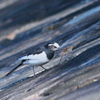 野山の鳥