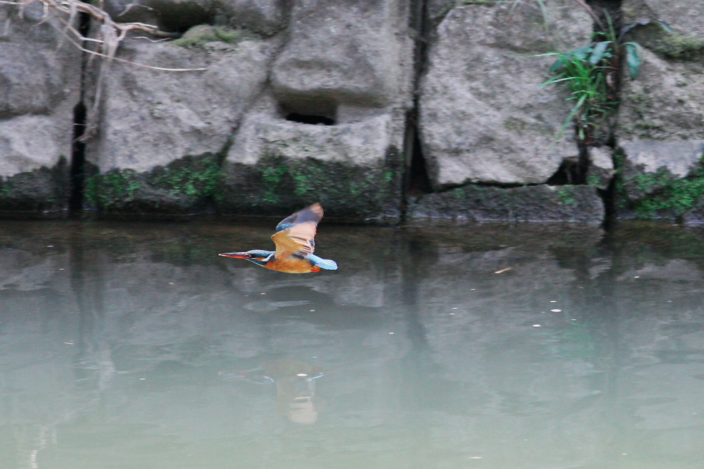 カワセミ♀　左に飛ぶ