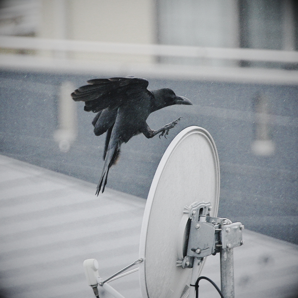 雨中のカラス、必死