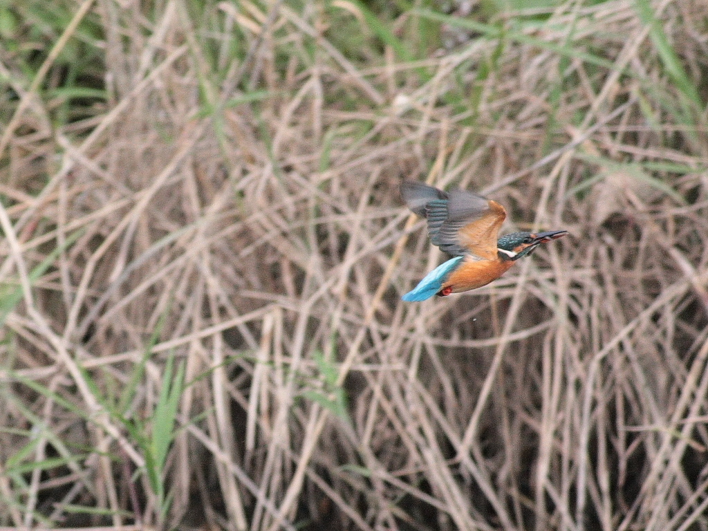 小魚を運ぶカワセミ