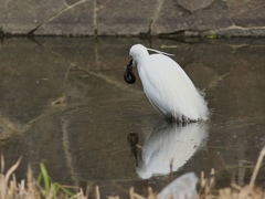 コサギ、獲物を捕獲す