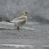 ハクセキレイー幼鳥が奥の方にいたのだ