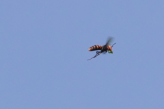 スズメバチ、獲物を運んで飛翔中(^_^;)