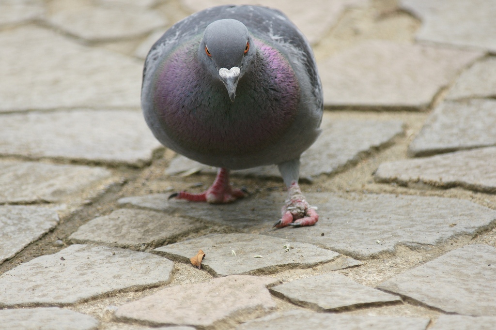 ハト、怒っている顔