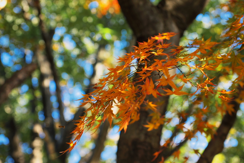 紅葉　カエデ編