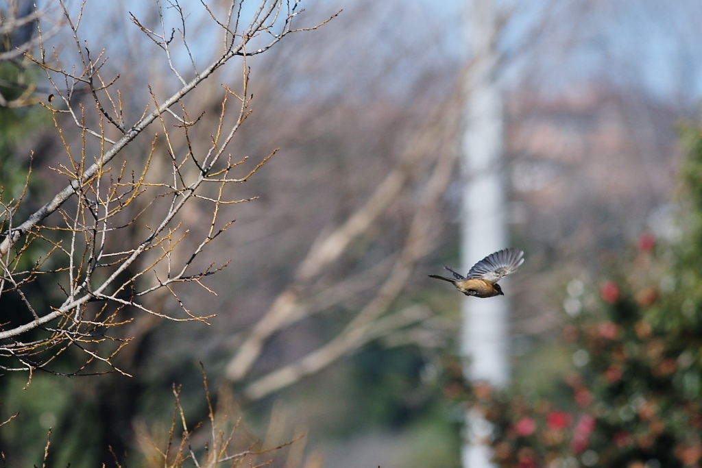 雌モズ、飛び出し-2