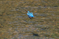 カワセミ飛翔、雌へ魚運び中、珍しい形^^;