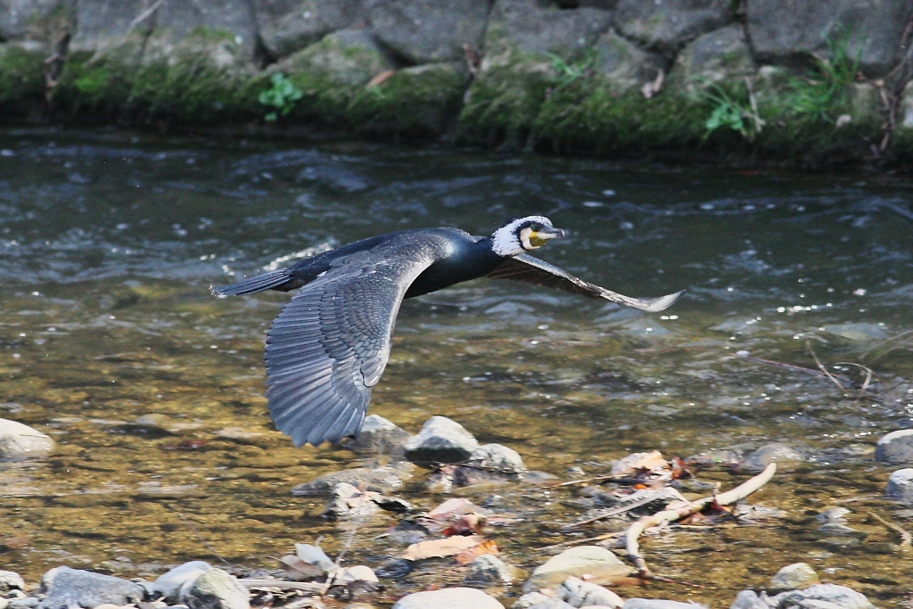 こっちを見てるカワウ